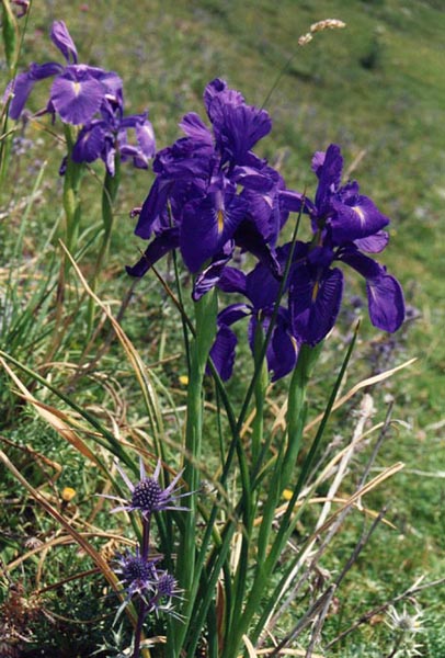 Iris jacquinii